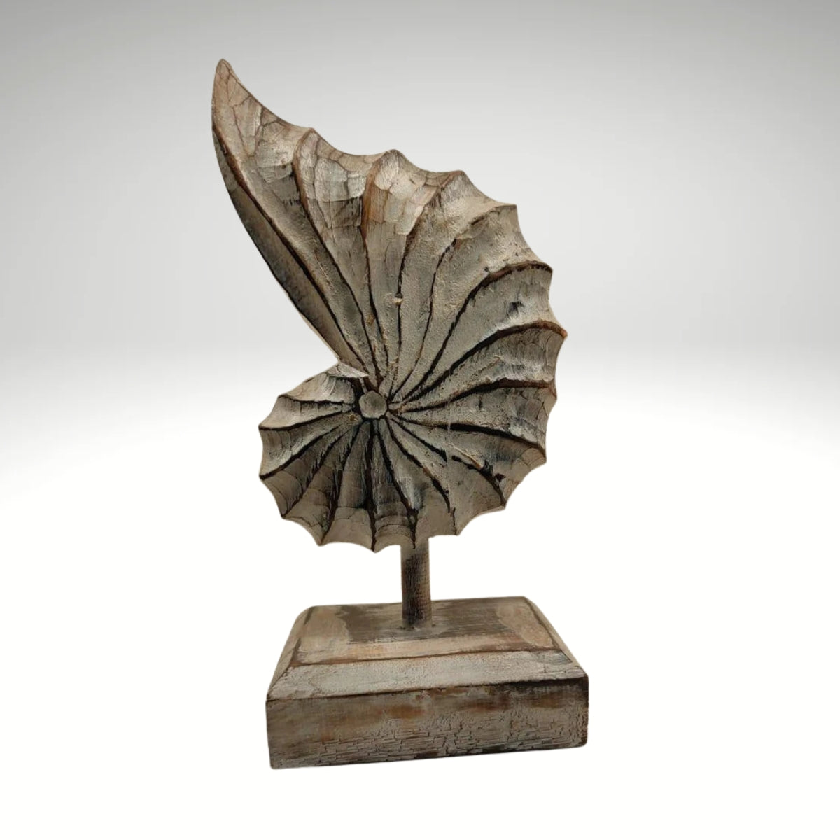 A hand-carved wooden nautilus shell sculpture with a distressed white finish.